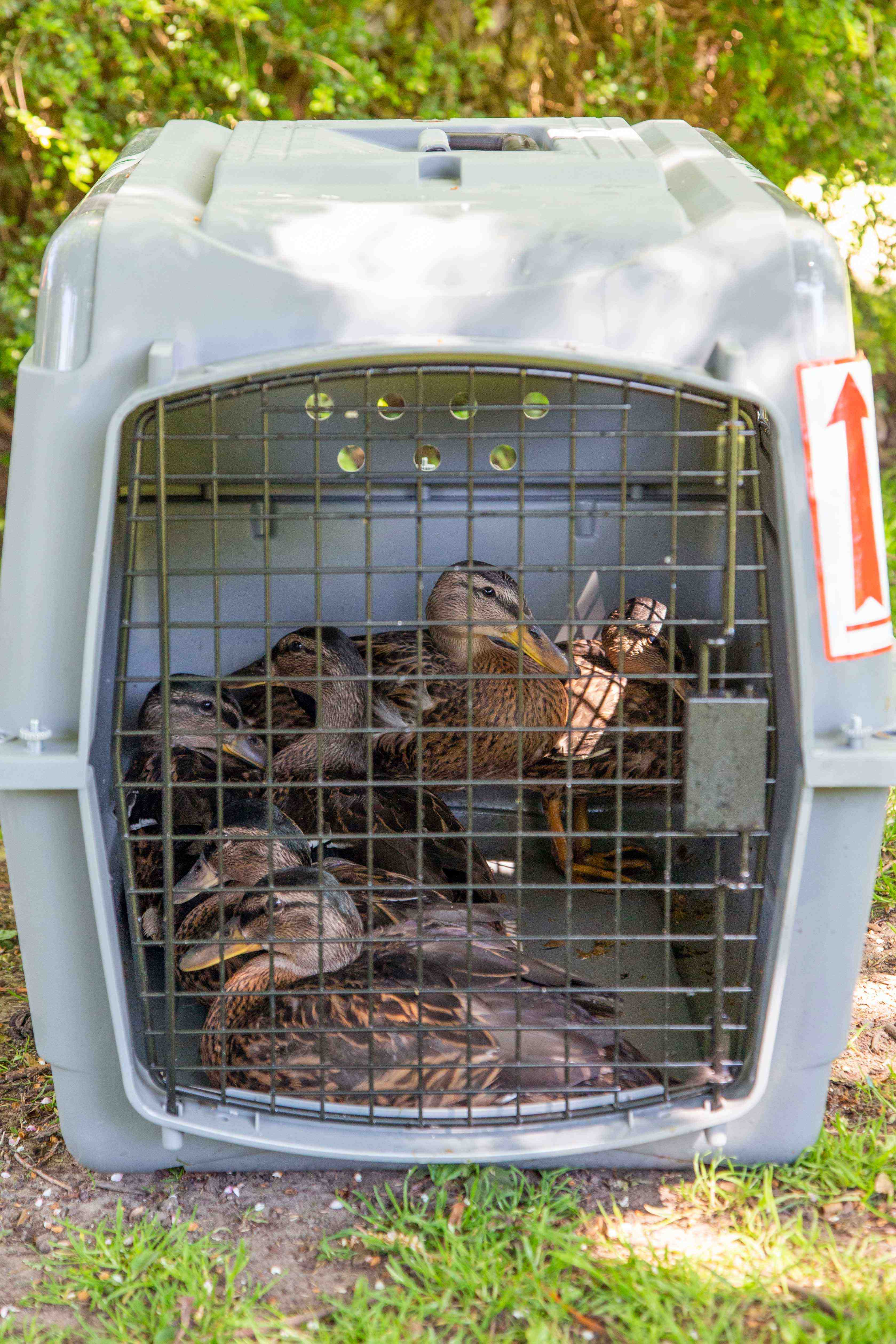 Wildlife Aid Foundation | Orphaned ducklings tragically lose their…