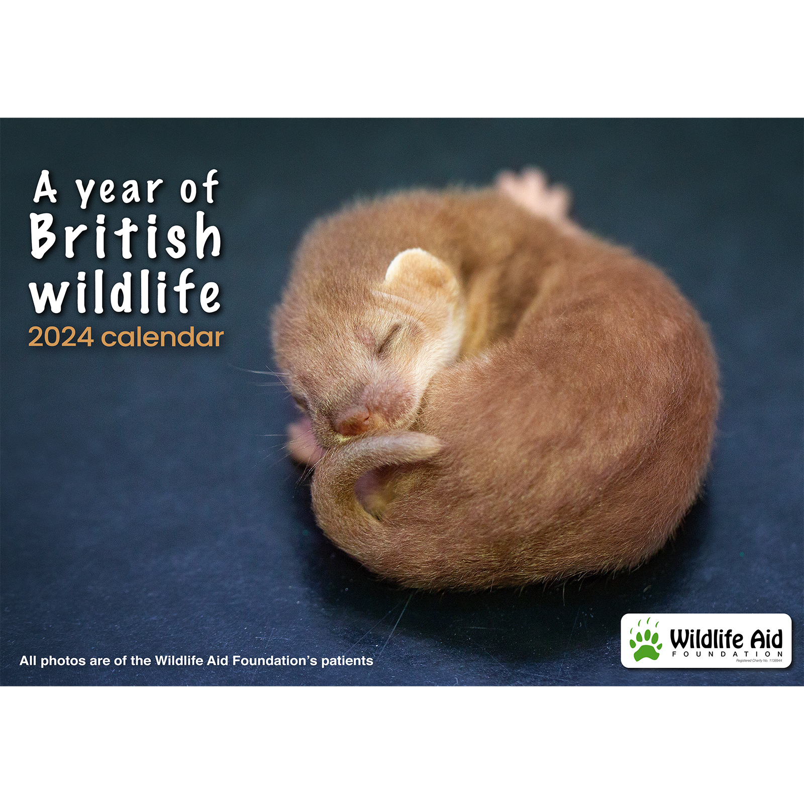 Wildlife Aid Foundation A year of British Wildlife 2024 calendar