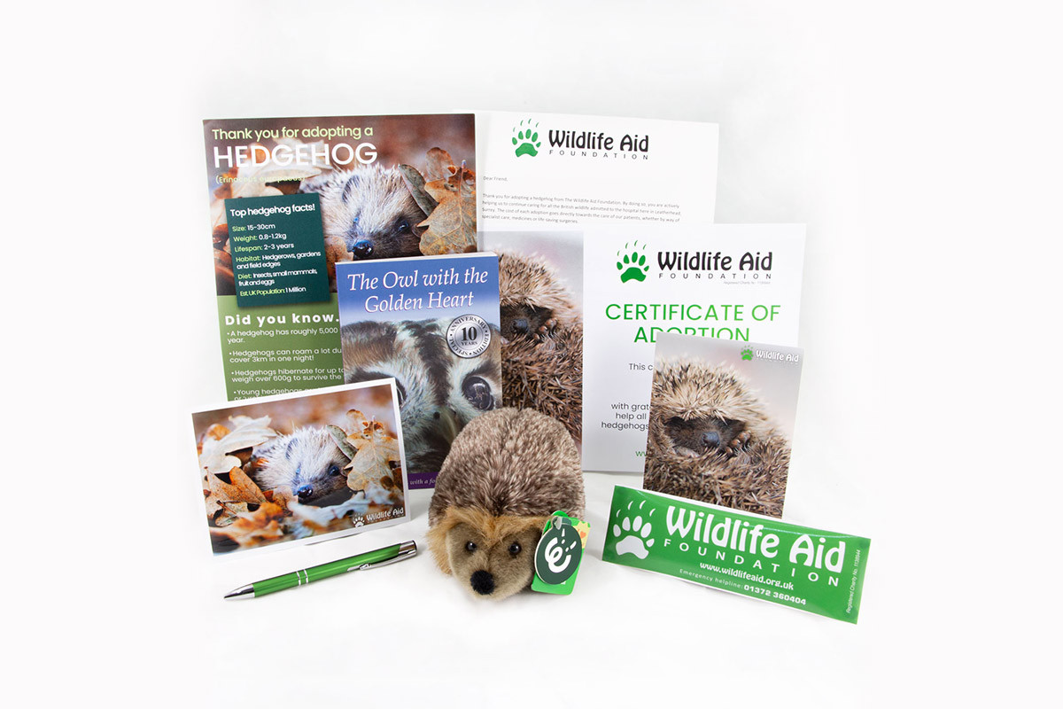 Wildlife Aid Foundation | Click Here To Adopt a Hedgehog Today for…