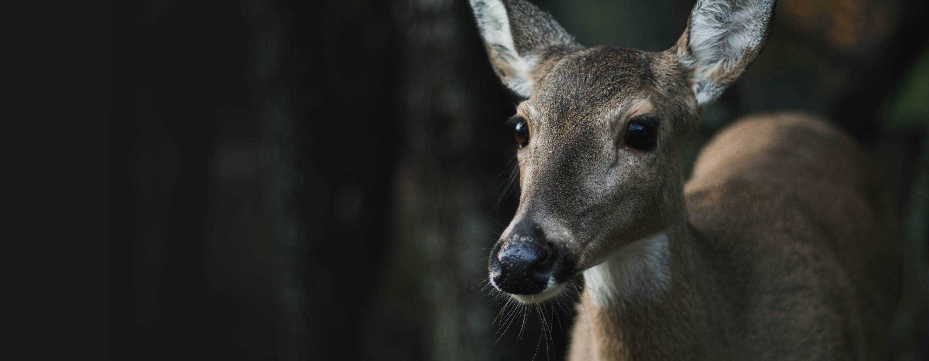 Will Another Doe Adopt an Orphaned Fawn? 