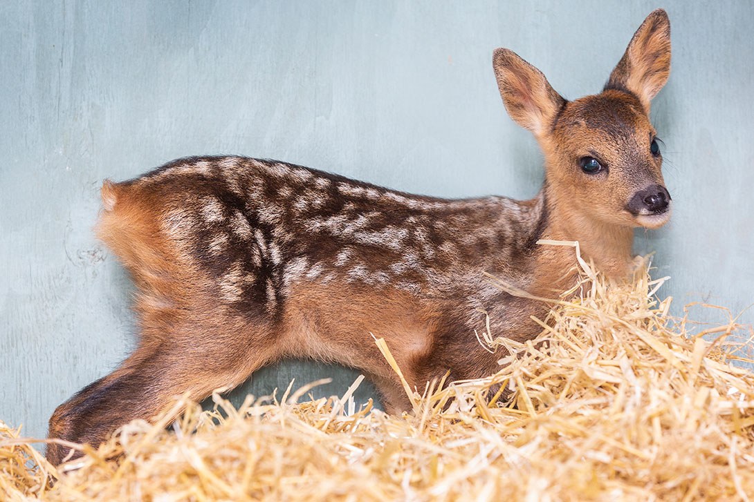 Wildlife Aid Foundation | What To Do If You Find A Fawn? Click For…